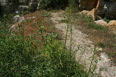 Chrysojasminum fruticans