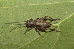 Melanogryllus desertus