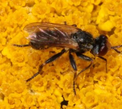 Thecophora