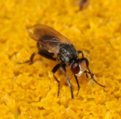 Thecophora