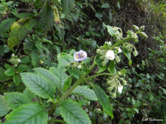 Jovellana punctata