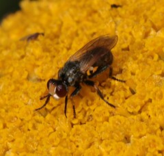 Thecophora