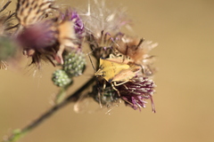 Carpocoris fuscispinus