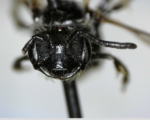 iNaturalist observation photo of Panurginus