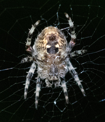 Araneus gemma