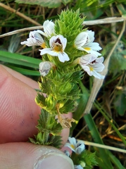 Euphrasia