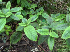 Jovellana punctata