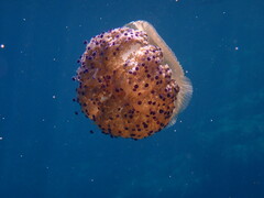Cotylorhiza tuberculata