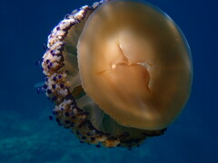 Cotylorhiza tuberculata