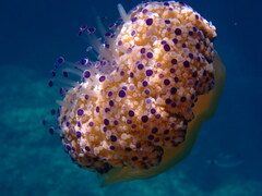 Cotylorhiza tuberculata
