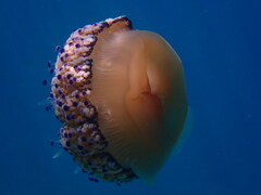 Cotylorhiza tuberculata