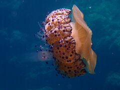 Cotylorhiza tuberculata
