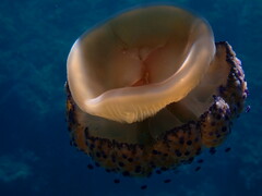 Cotylorhiza tuberculata