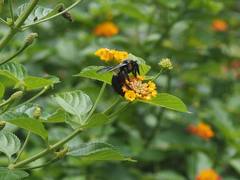 Xylocopa tranquebarorum