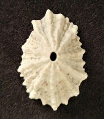 Fissurella barbadensis