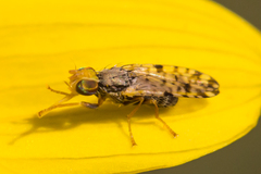 Dioxyna picciola