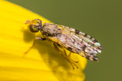 Dioxyna picciola