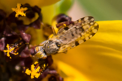 Dioxyna picciola