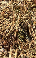 Vespula alascensis