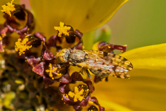 Dioxyna picciola