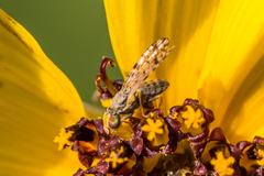 Dioxyna picciola