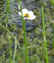 Ranunculus aquatilis