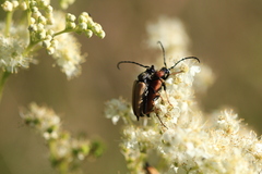 Stictoleptura rubra