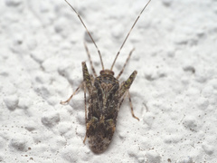 Phytocoris