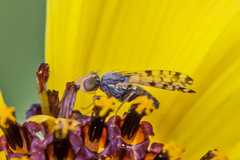 Dioxyna picciola