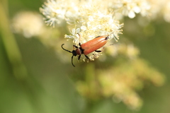 Stictoleptura rubra