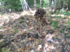 Campanula cervicaria