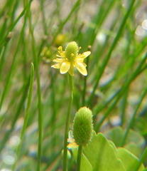 Ranunculus sceleratus