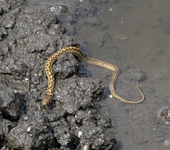 Thamnophis marcianus