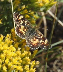 Phyciodes pulchella