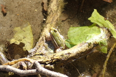 Pelophylax ridibundus