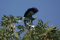 Coracias garrulus