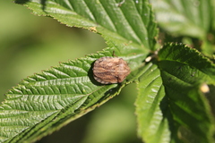 Eurygaster testudinaria