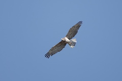 Circaetus gallicus