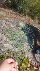 Linaria genistifolia