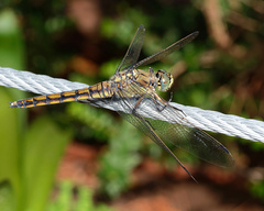 Orthetrum cancellatum
