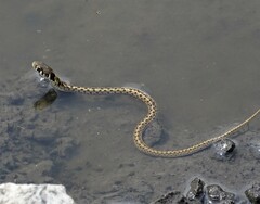 Thamnophis marcianus