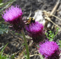 Bombus huntii