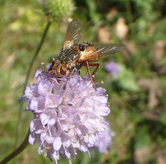 Tachina fera