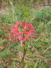 Lycoris radiata