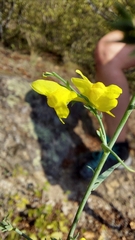 Linaria genistifolia
