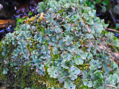Marchantia polymorpha ruderalis