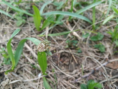 Carpocoris