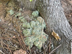 Cladonia peziziformis