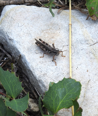 Melanoplus sanguinipes