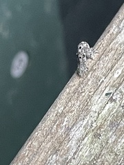Hypagyrtis